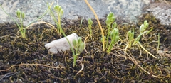 Ornithogalum schlechterianum