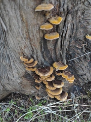 Gloeophyllum abietinum