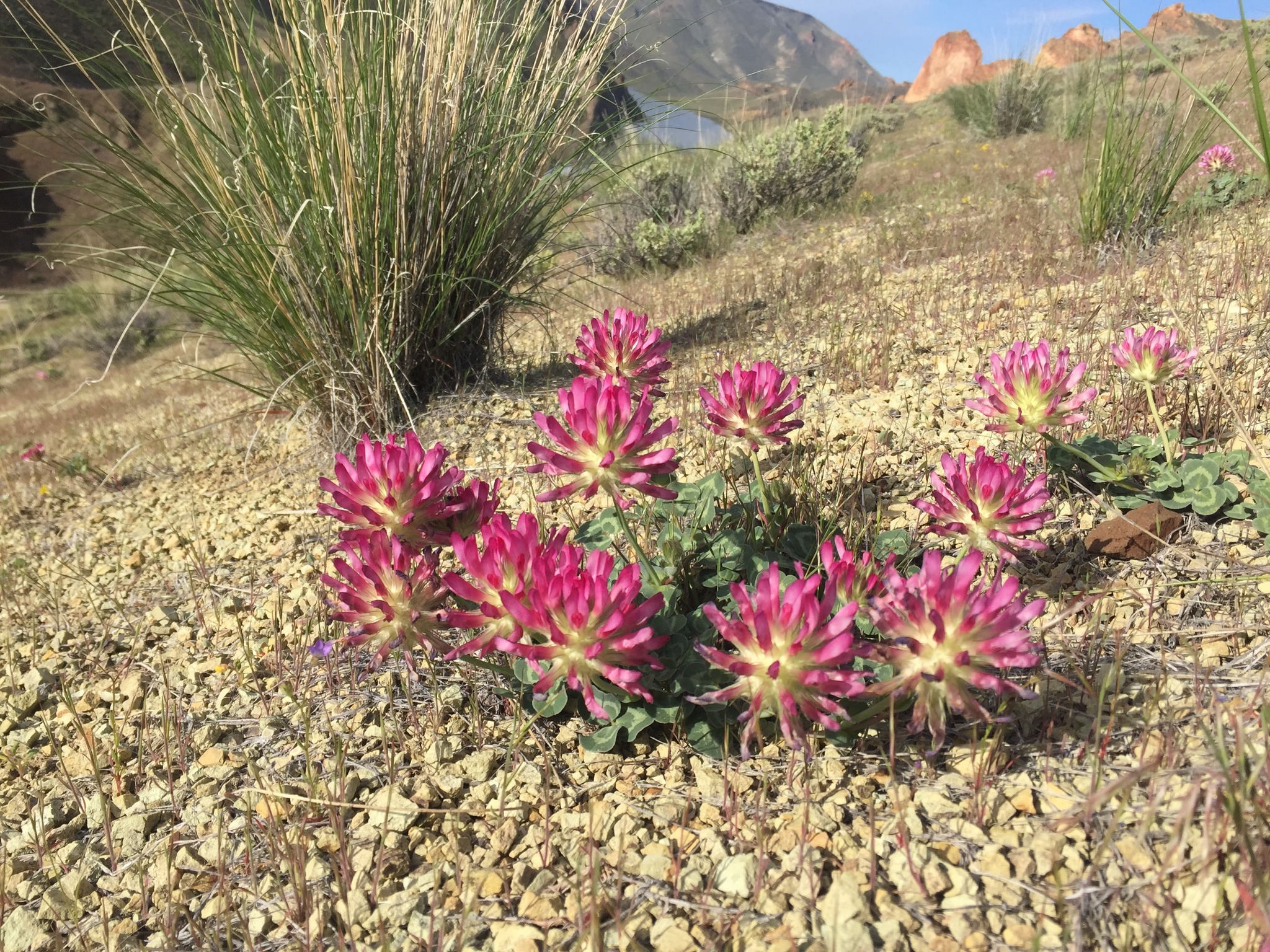 Trifolium owyheense