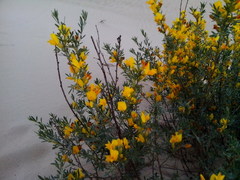 Chamaecytisus borysthenicus