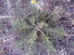 Jacobaea borysthenica