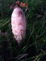 Coprinus comatus