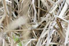 Bradypterus baboecala