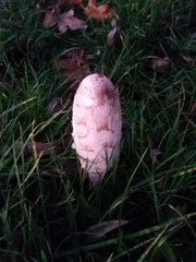 Coprinus comatus