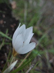 Crocus hyemalis