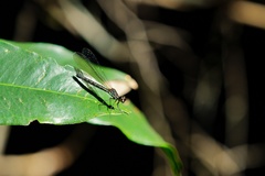 Heliocypha perforata