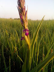 Anacamptis palustris elegans