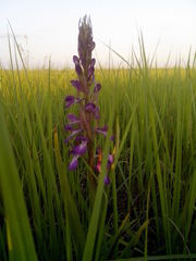 Anacamptis palustris elegans