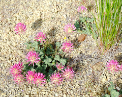 Trifolium owyheense