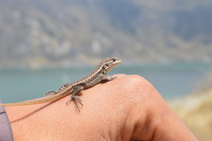 Stenocercus guentheri