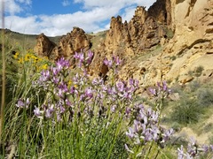 Astragalus conjunctus