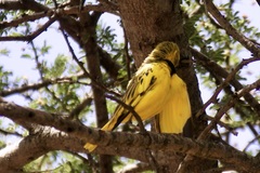 Tmetothylacus tenellus