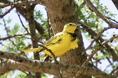 Tmetothylacus tenellus