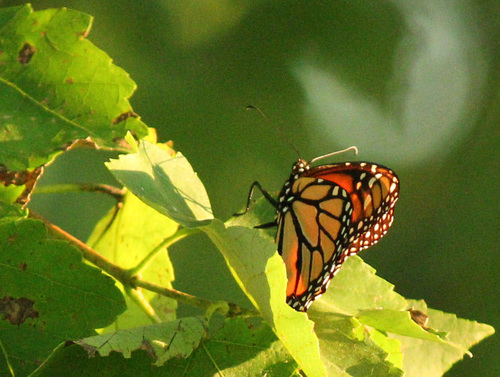 Monarch photographed in Arkansas