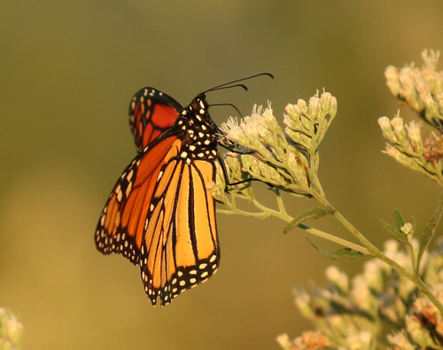 Monarch photographed in Arkansas