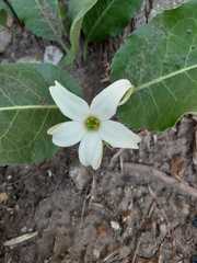 Jaborosa integrifolia