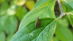 Trigonometopus vittatus