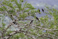 Stactolaema leucotis
