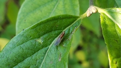 Trigonometopus vittatus