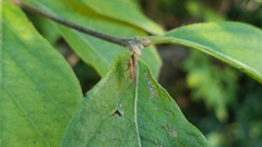 Trigonometopus vittatus