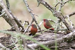 Lagonosticta rubricata