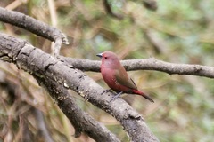 Lagonosticta rhodopareia