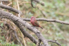 Lagonosticta rhodopareia