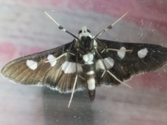 Desmia maculalis