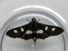 Desmia maculalis