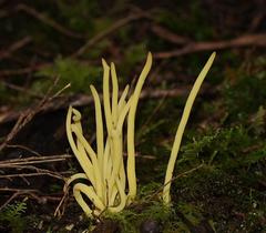 Clavulinopsis amoena