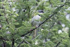 Apalis ruddi