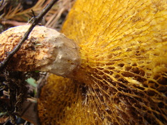 Suillus decipiens