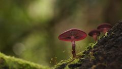 Tubaria rufofulva