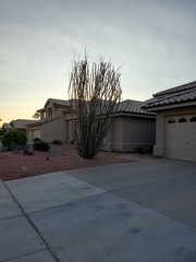 Fouquieria splendens