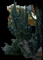 Cereus hildmannianus