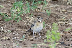 Cercotrichas quadrivirgata