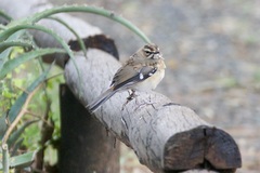 Cercotrichas quadrivirgata