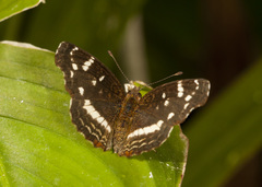 Anthanassa argentea