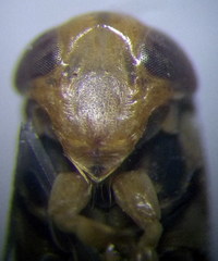 Paracorixa caspica
