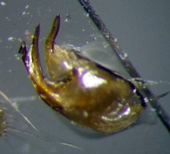 Paracorixa caspica