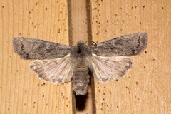 Lithophane laticinerea