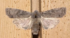Lithophane laticinerea