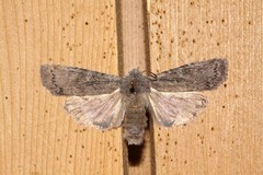 Lithophane laticinerea