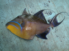 Balistes vetula