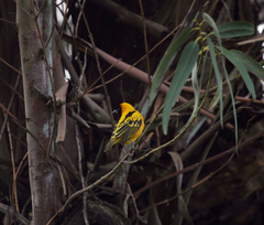 Ploceus cucullatus abyssinicus