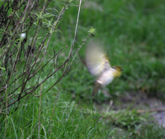 Ploceus cucullatus abyssinicus