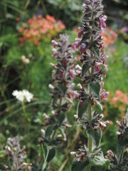 Stachys heraclea