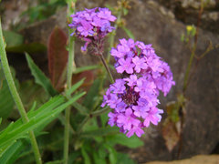 Glandularia megapotamica