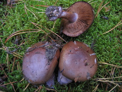 Thaxterogaster purpurascens