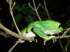 Phyllomedusa burmeisteri